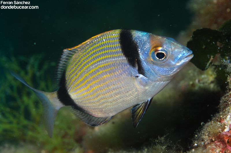 Pez Sargo mojarra, Diplodus vulgaris Guía de peces del mar mediterraneo