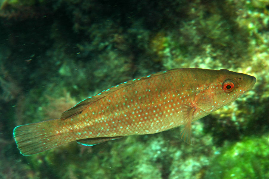 Pez Merlo, Labrus merula Guía de peces del mar mediterraneo
