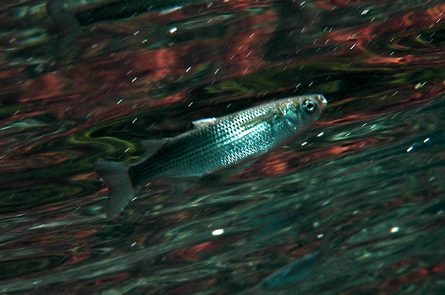 Lisa, Mugil cephalus Guía de peces del mar mediterraneo