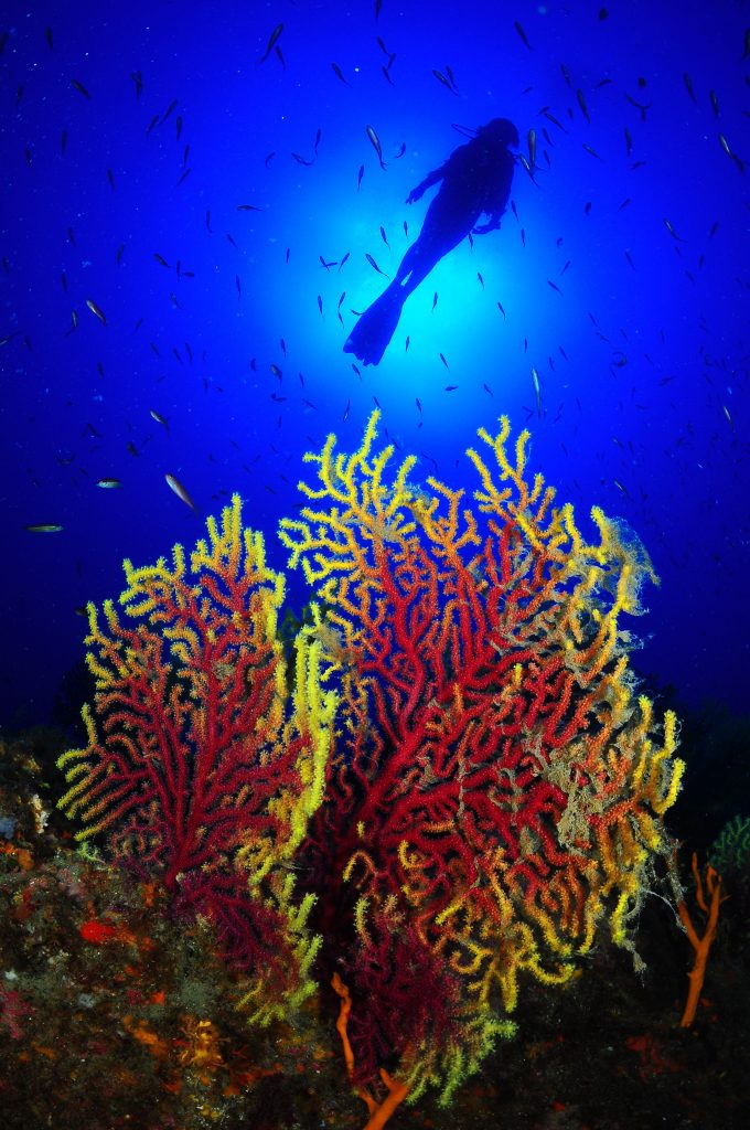 buceo en llafranc con peces y gorgonia roja y amarilla