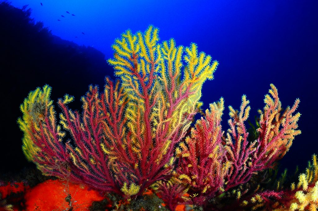 buceo en llafranc mejores inmersiones ullastres paisaje de gorgonias