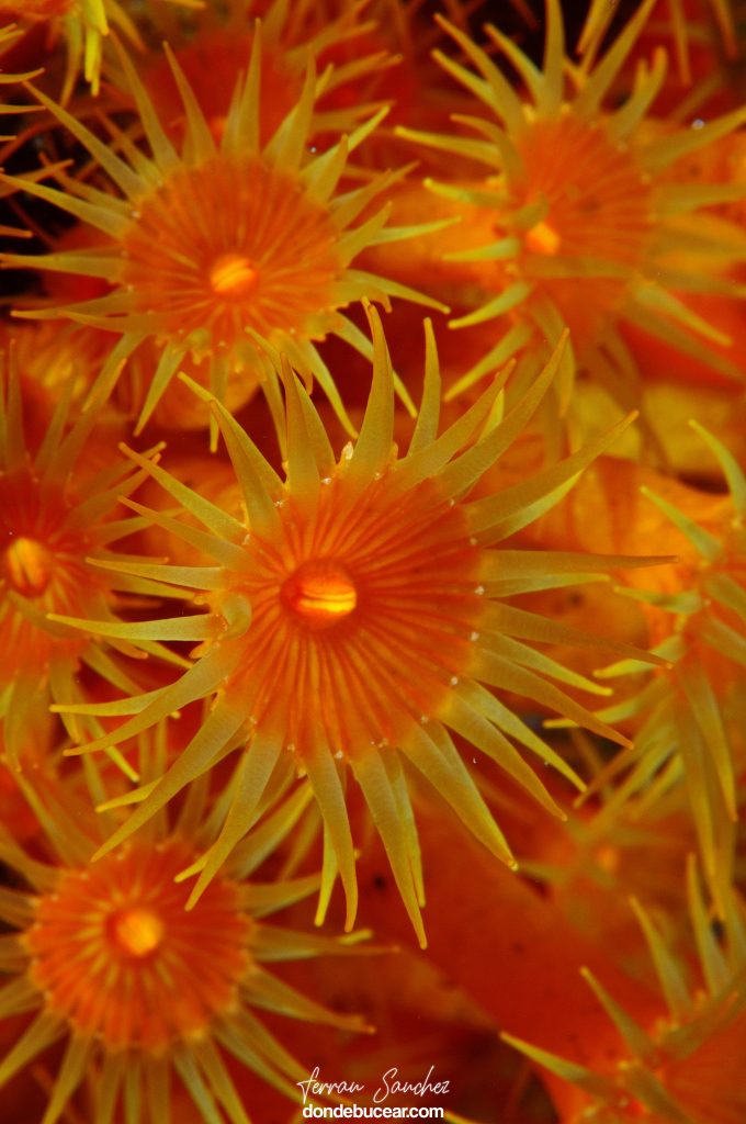 mejores inmersiones costa brava detalle de anemona amarilla incrustante