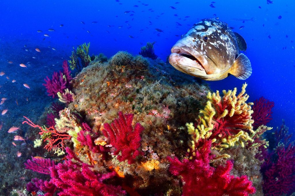 Buceo Islas Medas