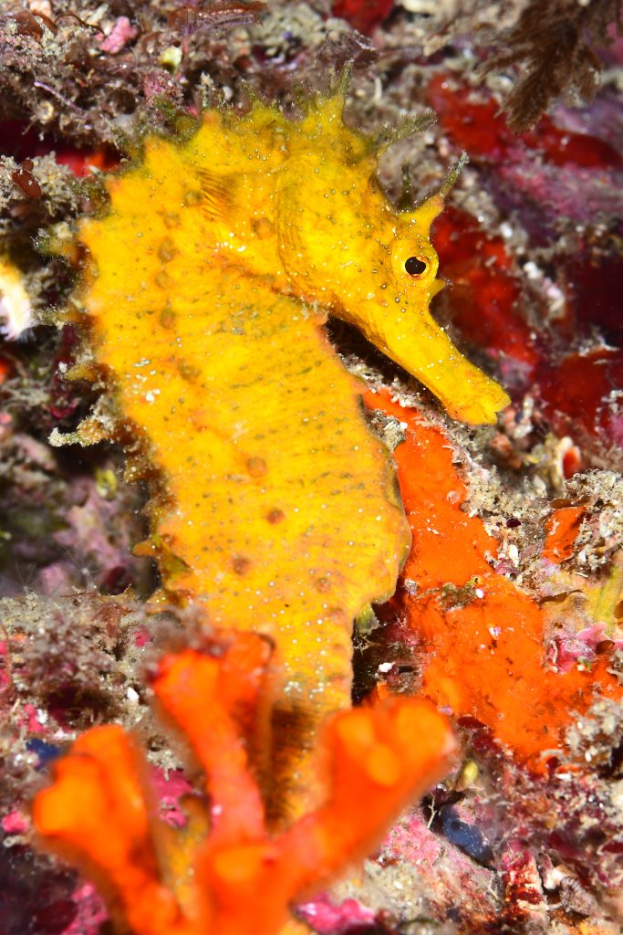 Buceo con caballitos de mar
