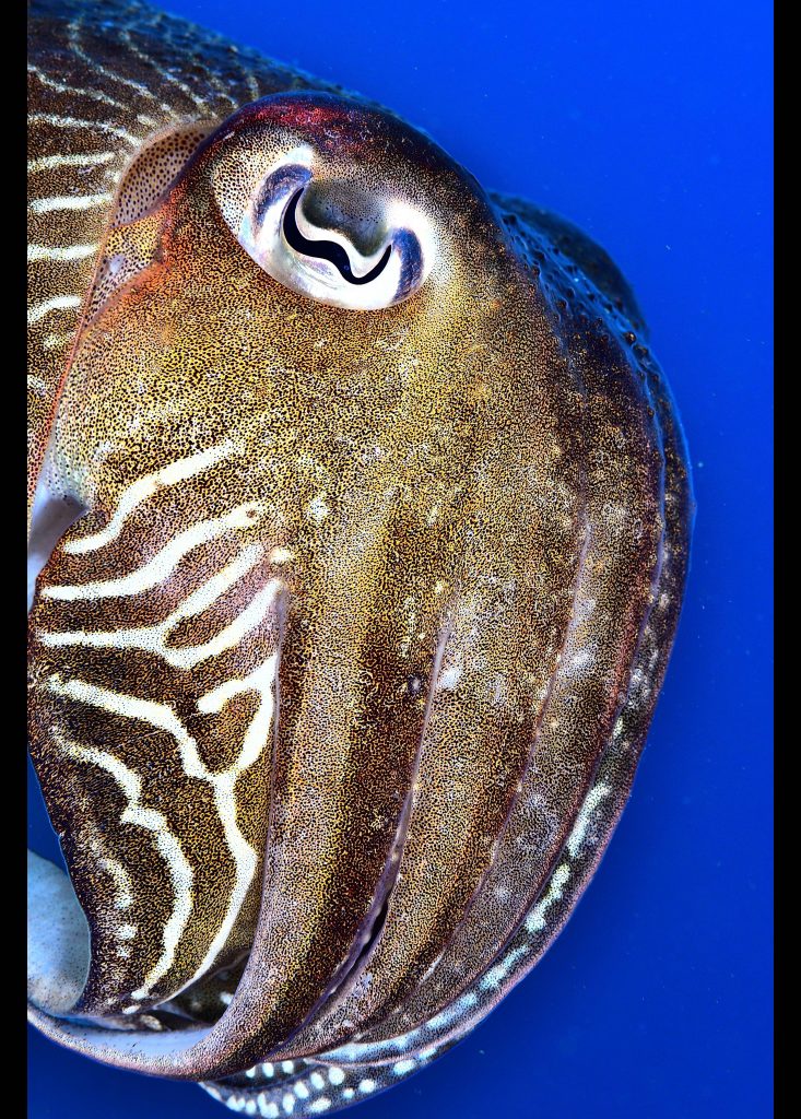 buceo punta santa anna blanes