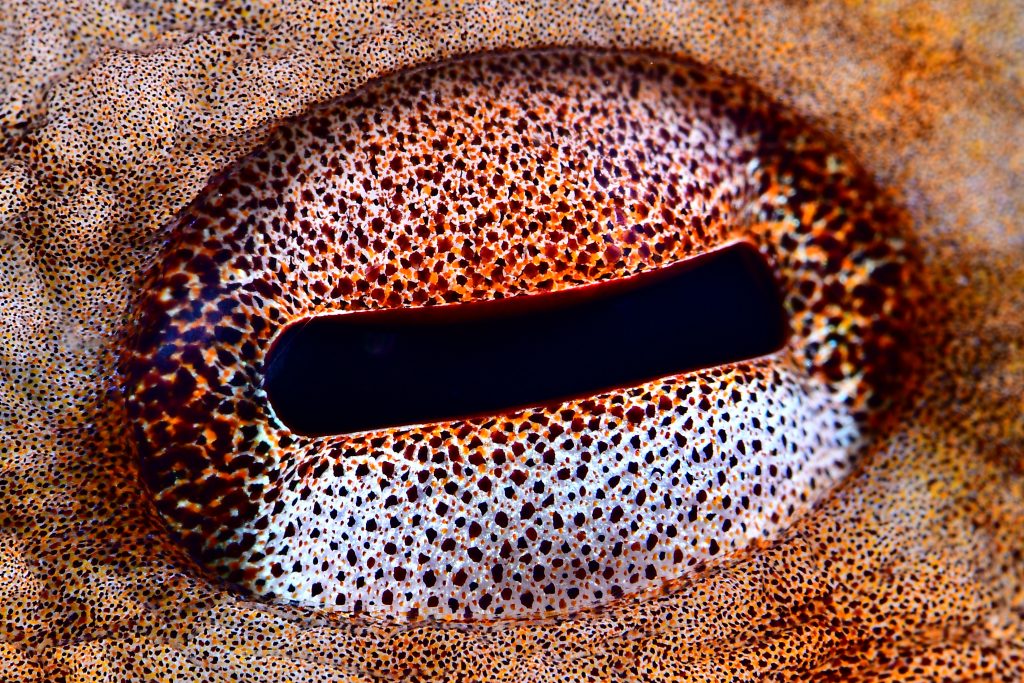 Buceo Blanes fotografía submarina